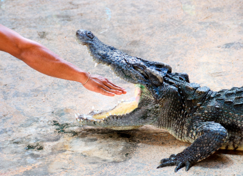 portrait of a crocodile, close-up