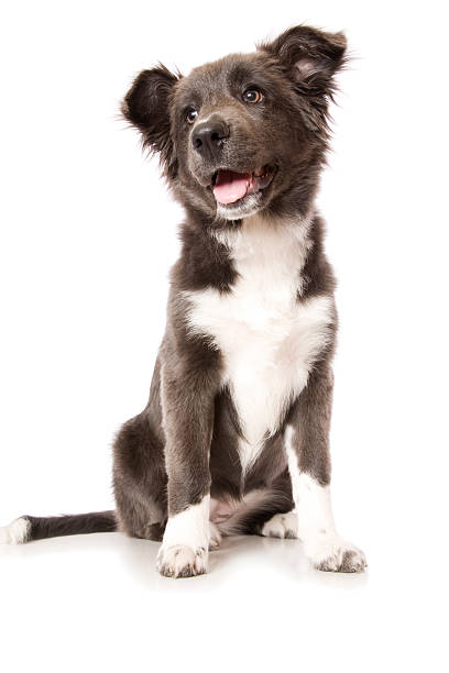 Young Border Collie Puppy A young pure bred rare blue coloured Border Collie pup isolated on white. border collie puppies stock pictures, royalty-free photos & images