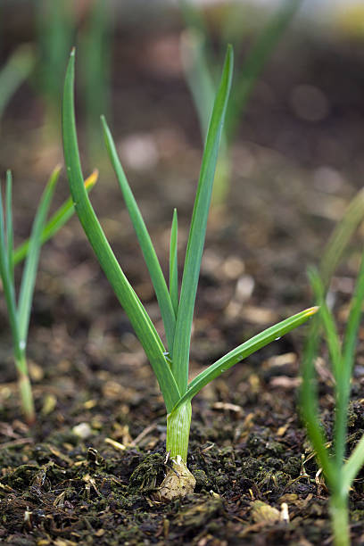 Garlic Sprout stock photo