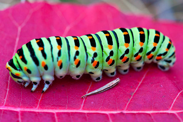 istock Colorful caterpillar on the red leaf 480647250