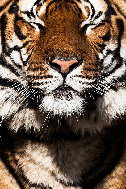istock Tiger Close Up Portrait 480651705