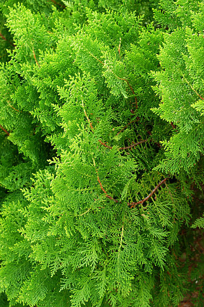 Leaves of pine tree or Oriental Arborvitae , Scientific Name:Thu Leaves of pine tree or Oriental Arborvitae , Scientific Name:Thuja Orientalis oriental spruce stock pictures, royalty-free photos & images