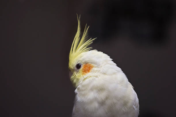 White Parrot Head stock photo