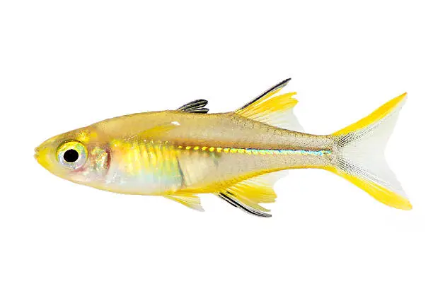 Celebes Rainbow Fish Marosatherina ladigesi rainbowfish aquarium fish isolated
