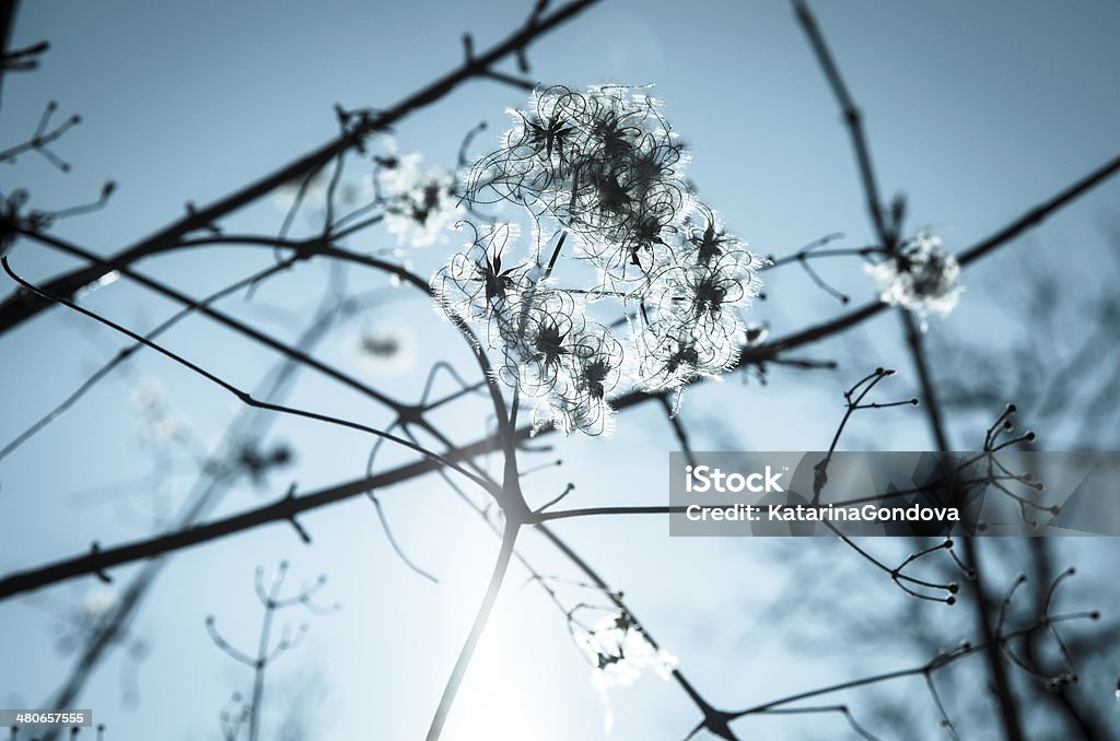Flores de primavera - Foto de stock de Azul libre de derechos