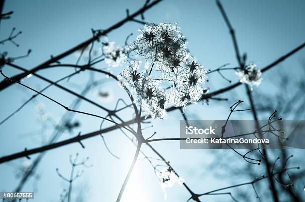 Flores De Primavera Foto de stock y más banco de imágenes de Azul - Azul, Brillante, Cielo