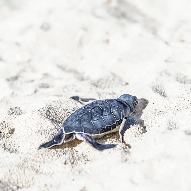 nowo wyklute żółwie morskie tylko lucerny od plaży. - sea turtle square shape square endangered species zdjęcia i obrazy z banku zdjęć