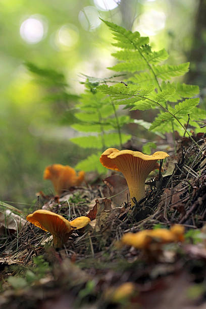 cantharellus cibarius, allgemein bekannt als pfifferling, echter pfifferling oder girolle - chanterelle stock-fotos und bilder