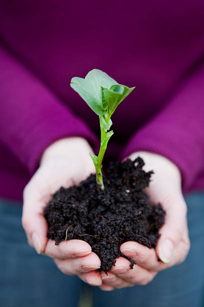 Small Plant Held in Hands stock photo