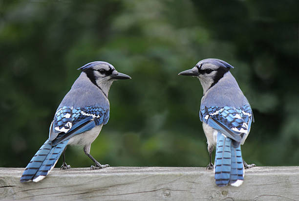 istock Pair of Blue Jays Sitting on Railing with Forest Behind 480662778