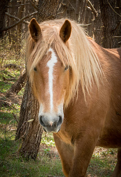 istock Wild Horse of Cape Shiriya 480663052