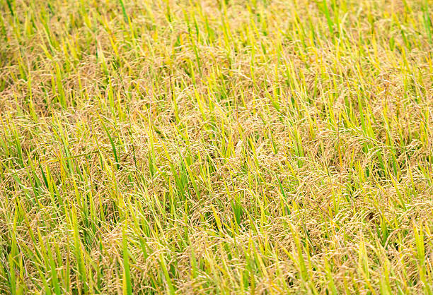 istock Rice field ready to be harvested 480663560