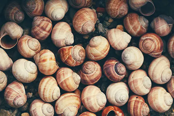 many snail-shell