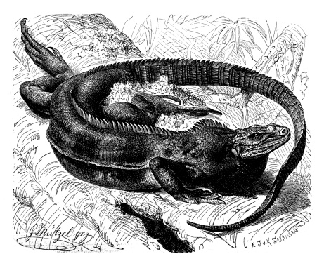 Antique illustration of Turks and Caicos rock iguana (Cyclura carinata)