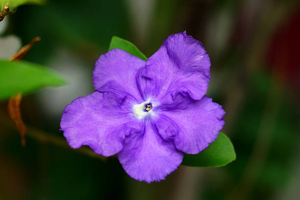 istock violet flower of Brunfelsia Australis. 480665673