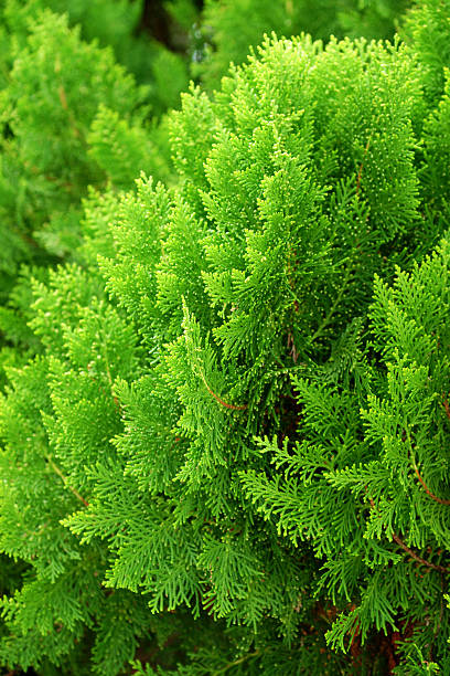 Leaves of pine tree or Oriental Arborvitae , Scientific Name:Thu Leaves of pine tree or Oriental Arborvitae , Scientific Name:Thuja Orientalis oriental spruce stock pictures, royalty-free photos & images
