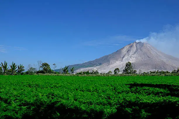 Photo of Green plant with sinabung eruption