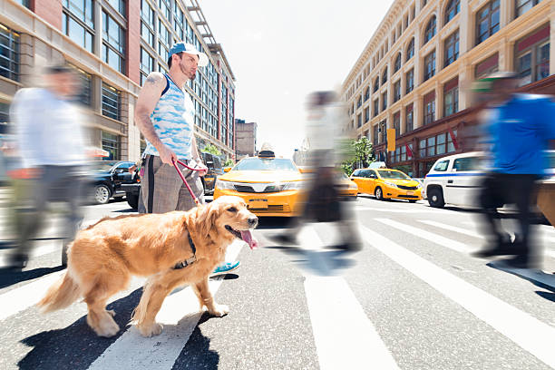This is a horizontal, color, royalty free stock photograph of a white Mexican man who is a professional dog walker in New York City. He walks and spends time with pet dogs, man's best friend outdoors in urban Manhattan on a summer day. He crosses the street at a busy intersection along a zebra striped crosswalk. Other pedestrians pass by with motion blur. Yellow taxis are stopped in the background. Photographed with a Nikon D800 DSLR camera.