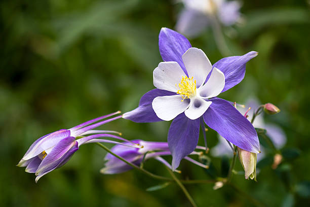 istock Blooming Blue Columbine Wildflower 480666476
