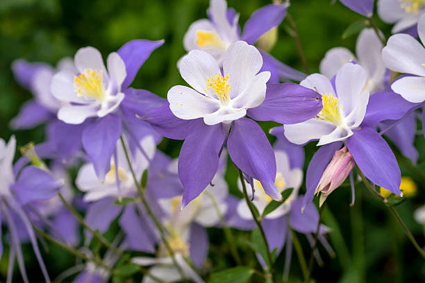 istock Blooming Blue Columbine Wildflower 480666484