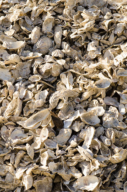 istock Large pile of oyster shells 480666592