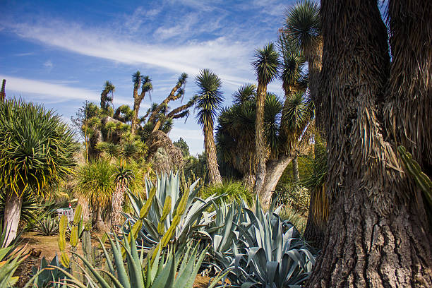 istock Desert Plants at the San Diego Botanic Garden. 480670421