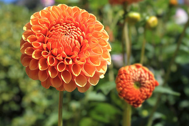 istock Orange Dahlia Flower Closeup 480670443