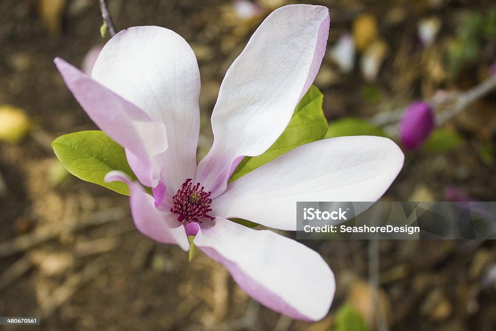 Pink Magnolia Pink and white magnolia flower at the San Diego Botanic Garden, California. Botany Stock Photo