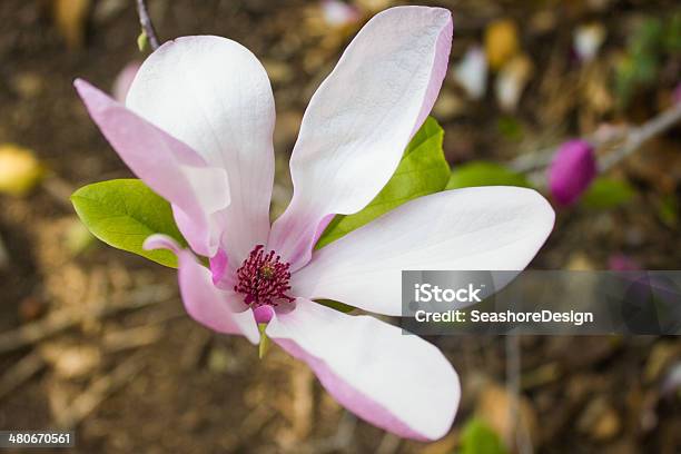Pink Magnolia Stock Photo - Download Image Now - Botany, Horizontal, Magnolia