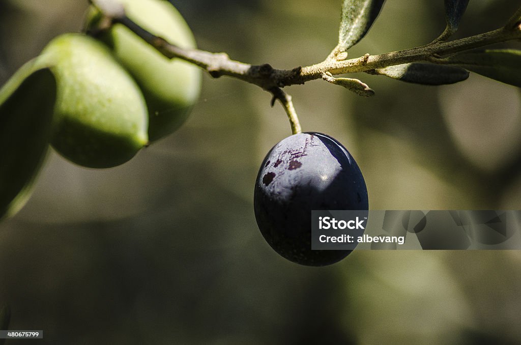 olive tree AN olive tree almost arrived at the harvest Agricultural Field Stock Photo