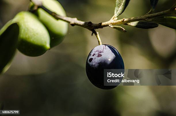 Olive Tree Stock Photo - Download Image Now - Agricultural Field, Art, Art And Craft