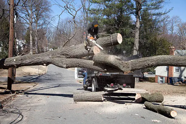 Man working on cutting uprooted tree blocking the road due to gusty wind.