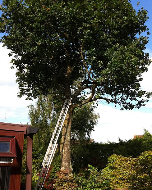 istock Image of overgrown oak in need of a tree surgeon 480680453