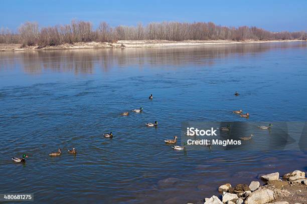 Wild Anatre Mobile Della Vistola - Fotografie stock e altre immagini di Acqua - Acqua, Ambientazione esterna, Anatra - Uccello acquatico