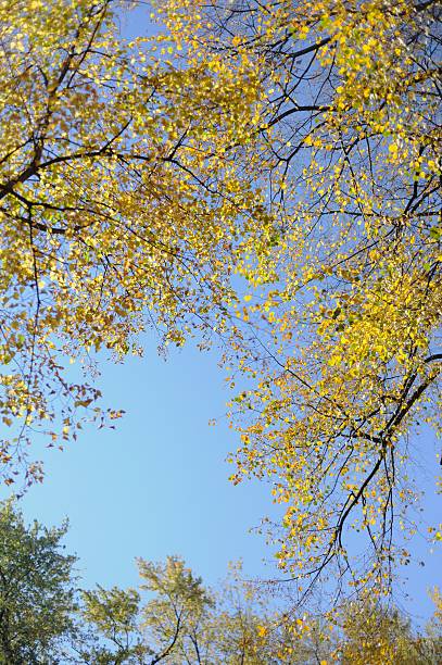 Fall Leaves with Blue Sky stock photo