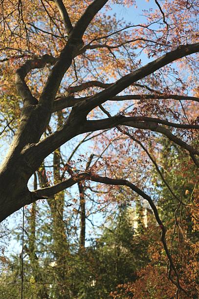 Tree in Fall stock photo