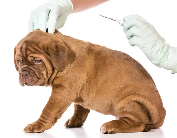 veterinary care - dogue de bordeaux being microchipped isolated on white background - 6 weeks old