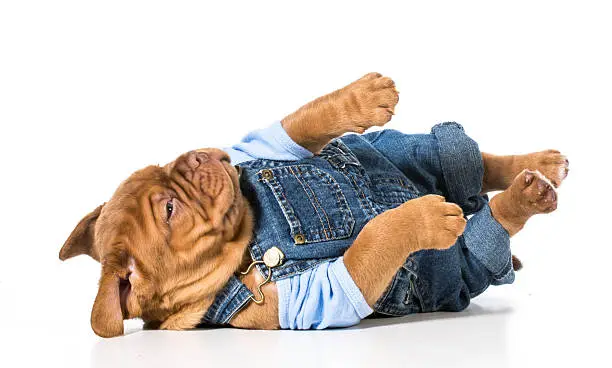 male puppy - dogue de bordeaux wearing cute overalls isolated on white background