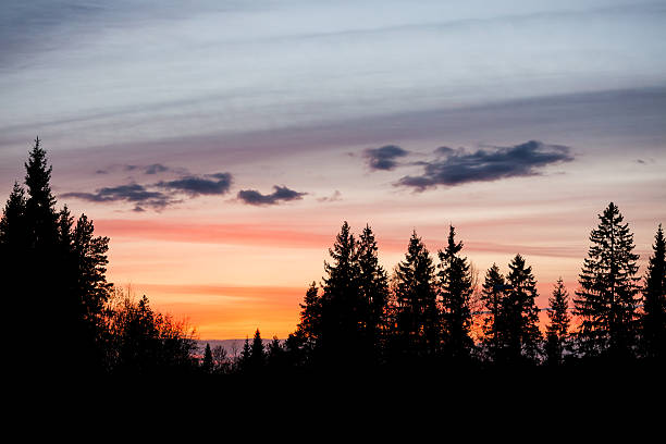 istock Beautiful sunset sky and tree silhouettes 480685402
