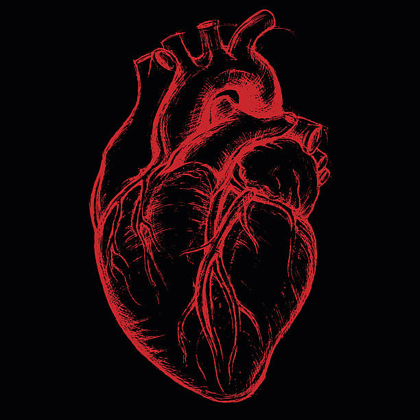 pekerjaan garis gambar hati manusia - jantung manusia ilustrasi stok