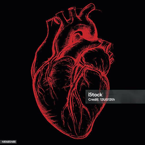 Human Heart Drawing Line Work Stock Illustration - Download Image Now - Human Heart, Vector, Anatomy