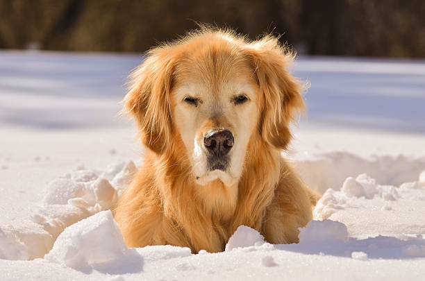 istock Old Golden Retriever lying in the Snow 480685785