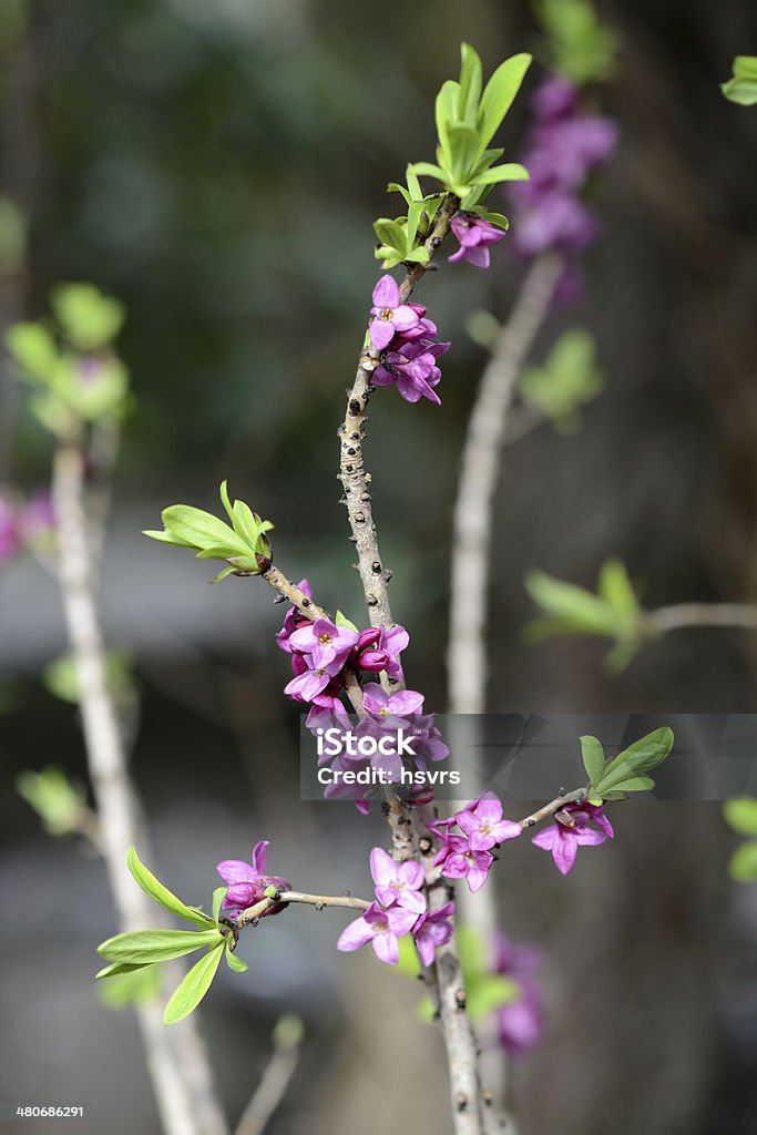 Daphne mezereum - Foto stock royalty-free di Bocciolo