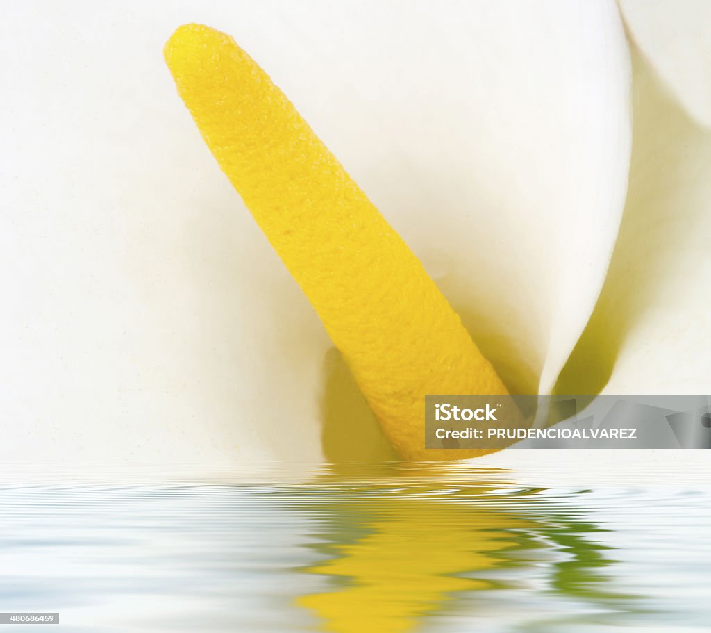 Zantedeschia aethiopica white flower, calla with reflection in water, Zantedeschia aethiopica Backwater Stock Photo