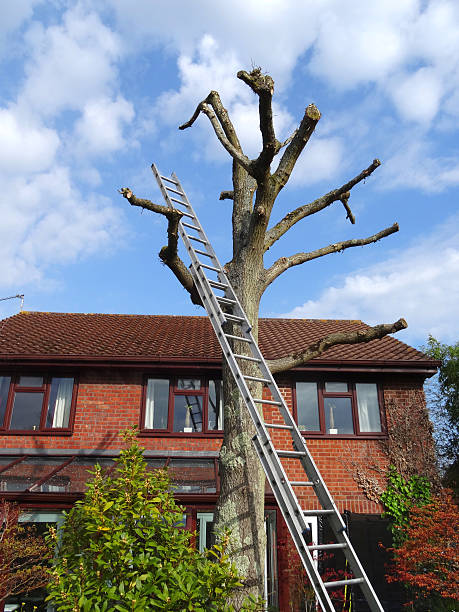istock Image of oak tree with ladder / house, after being pruned 480688236