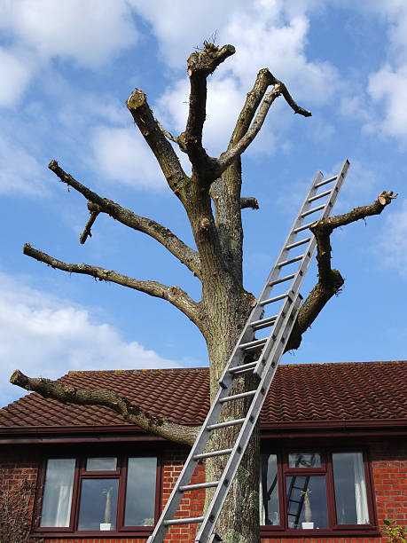 istock Image of tree surgeon ladder leaning against pruned oak 480688238
