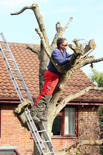 istock Image of tree surgeon leaning on ladder against oak, pruning-branches 480688264