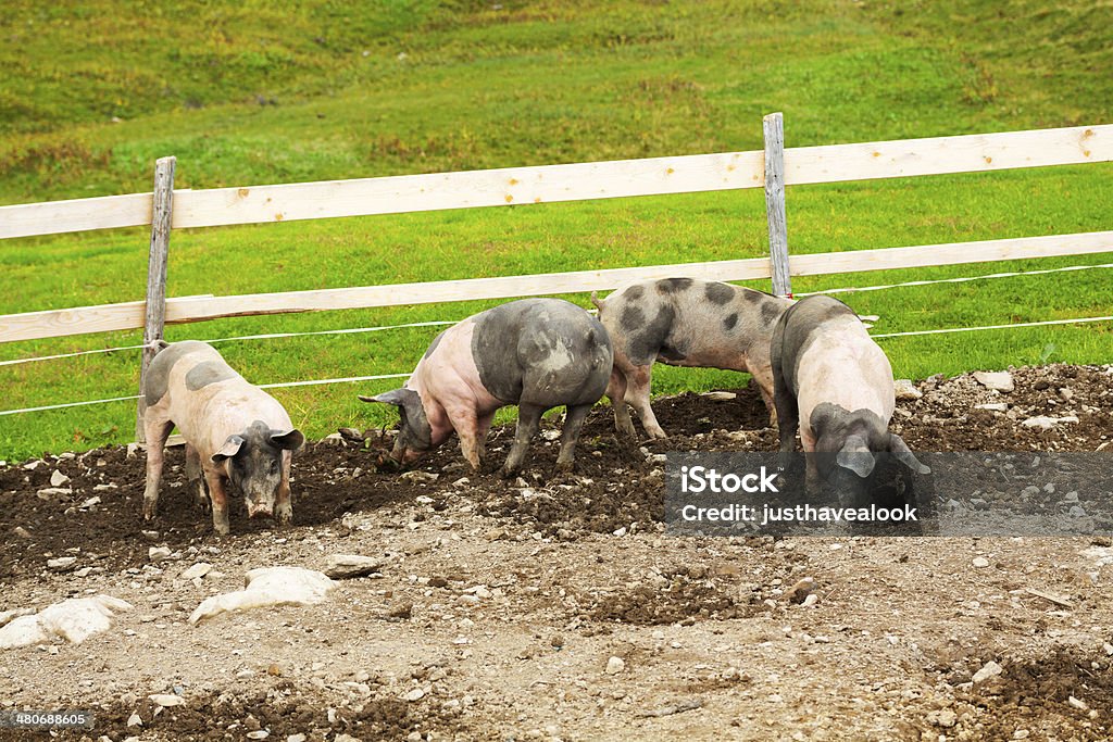 Los cerdos en Alpes meadow - Foto de stock de Agricultura libre de derechos