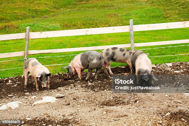 豚のアルパイン草地 - アルゴイのストックフォトや画像を多数ご用意 - アルゴイ, バイエルン州, ブタ