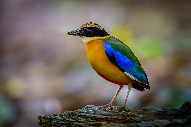 istock Left side portrait of Blue-winged pitta (Pitta moluccensis) 480689080